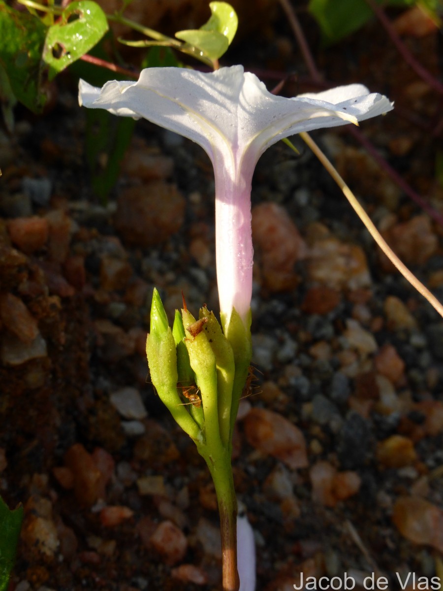 Ipomoea sagittifolia Burm.f.